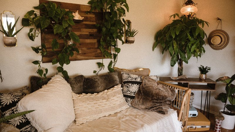 9 Easy-to-Care-For Houseplants: Perfect for Busy People or Plant Newbies - PEACHI PLANTS