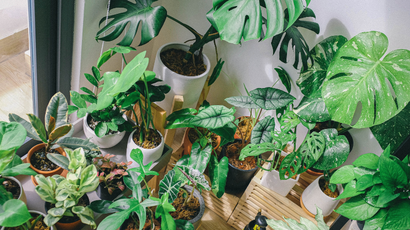 How to Transition Your Houseplants for Fall and Winter: Complete Indoor Care Guide
