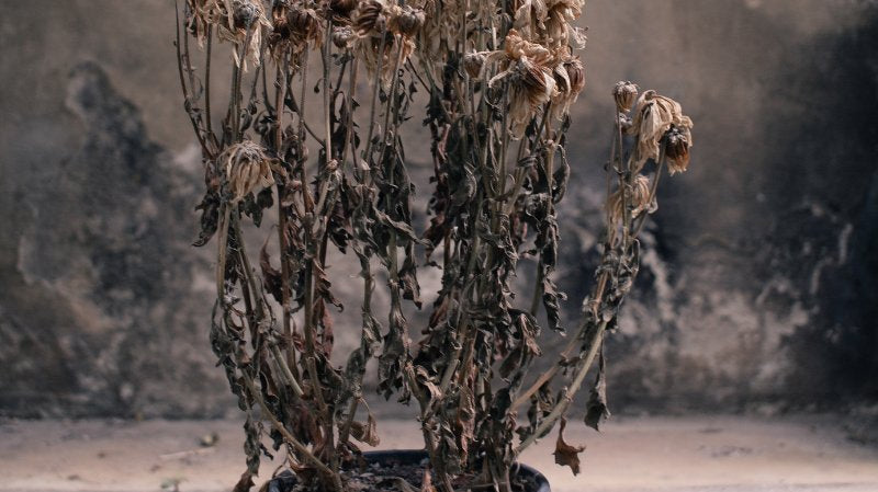 Diagnosing and Treating Root Rot in Houseplants - PEACHI PLANTS