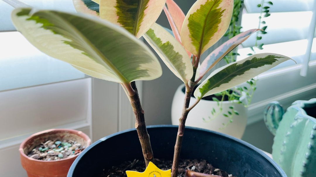 How to Get Rid of Fungus Gnats in Houseplants - PEACHI PLANTS