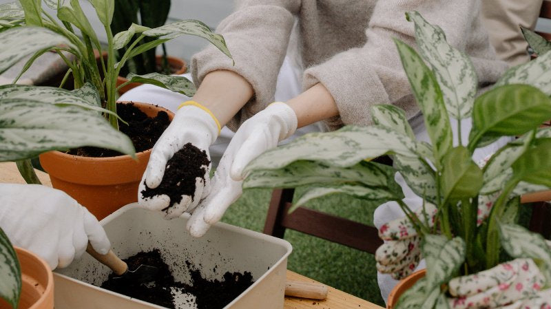How To Repot A Plant | Step-by-Step Guide - PEACHI PLANTS