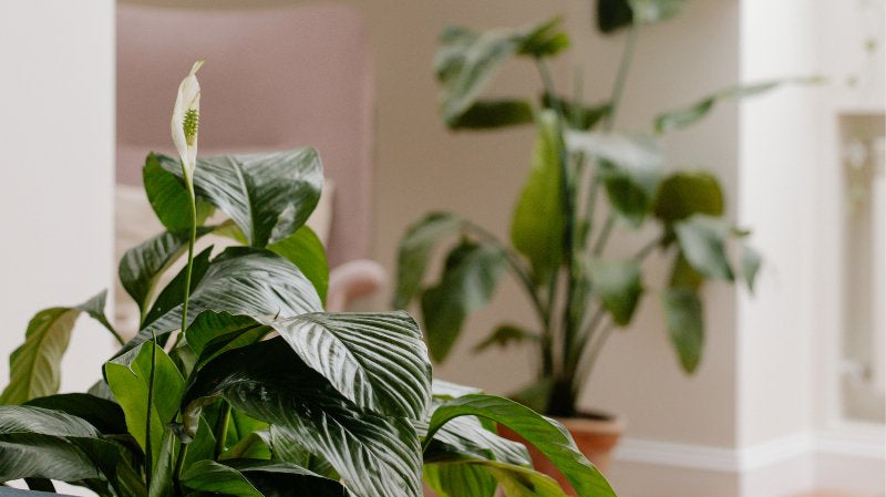 Indoor Peace Lily Care | A Complete Guide - PEACHI PLANTS