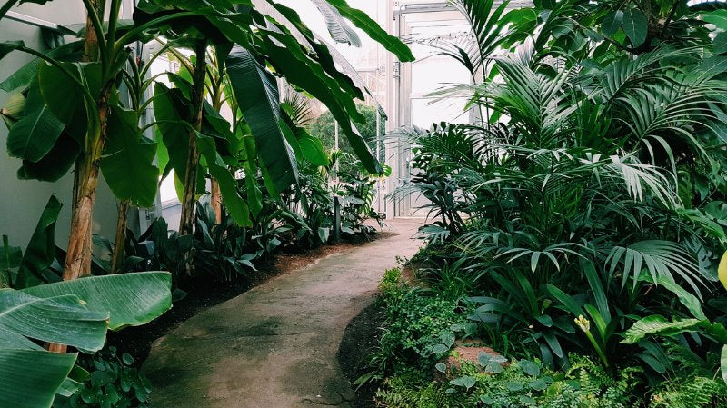 Indoor Plant Care Guide: Debunking Common Myths and Mistakes - PEACHI PLANTS