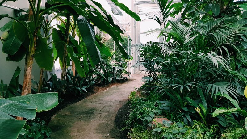 Indoor Plant Care Guide: Debunking Common Myths and Mistakes - PEACHI PLANTS
