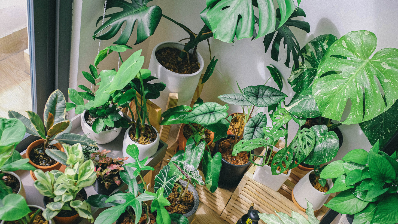 How to Transition Your Houseplants for Fall and Winter: Complete Indoor Care Guide