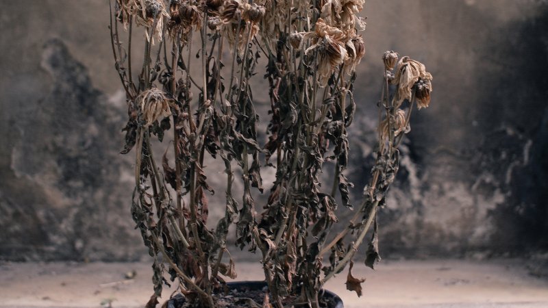 Diagnosing and Treating Root Rot in Houseplants - PEACHI PLANTS