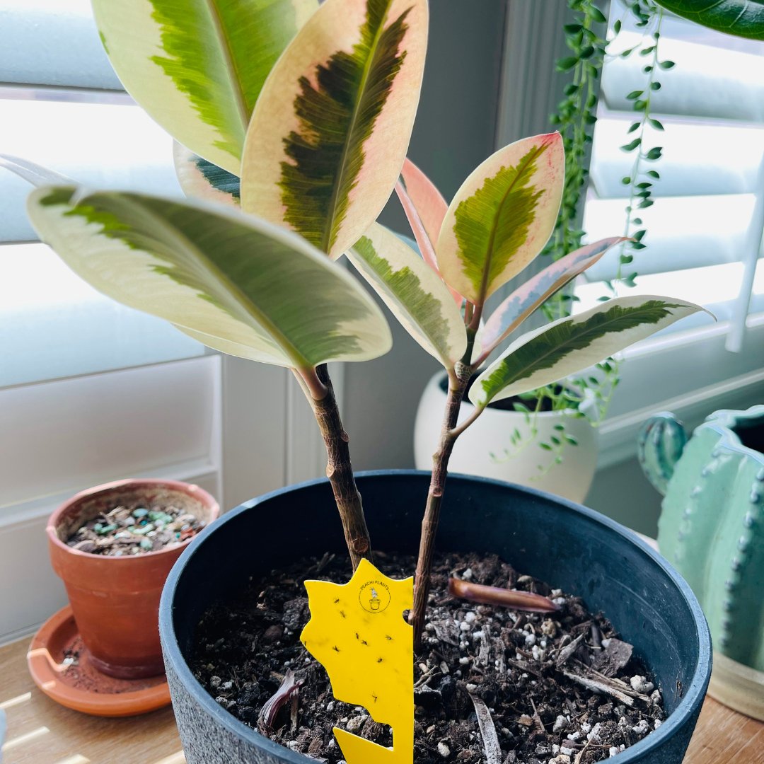 How to Get Rid of Fungus Gnats in Houseplants - PEACHI PLANTS