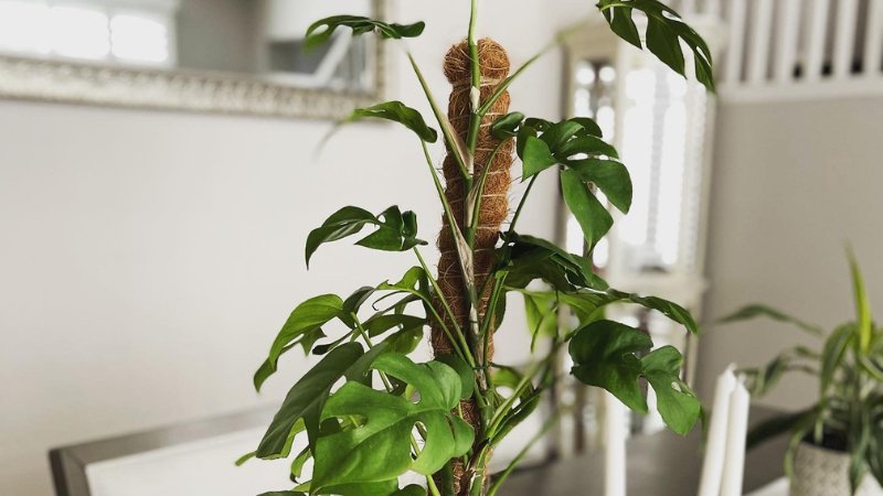 How to Use a Moss Pole - PEACHI PLANTS