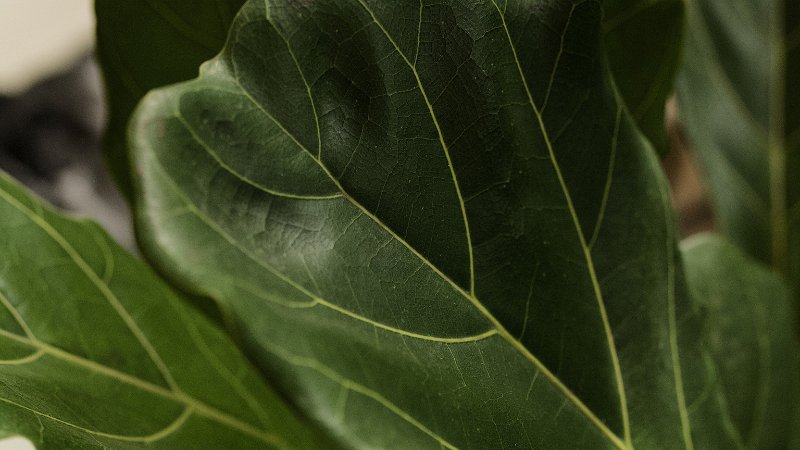 Indoor Fiddle Leaf Fig Care | A Complete Guide - PEACHI PLANTS