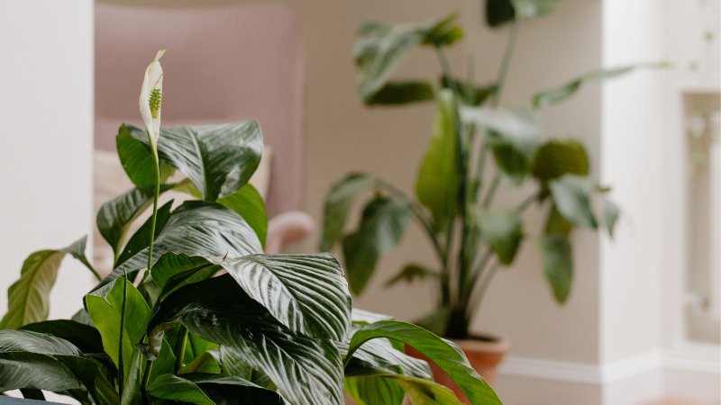 Indoor Peace Lily Care | A Complete Guide - PEACHI PLANTS