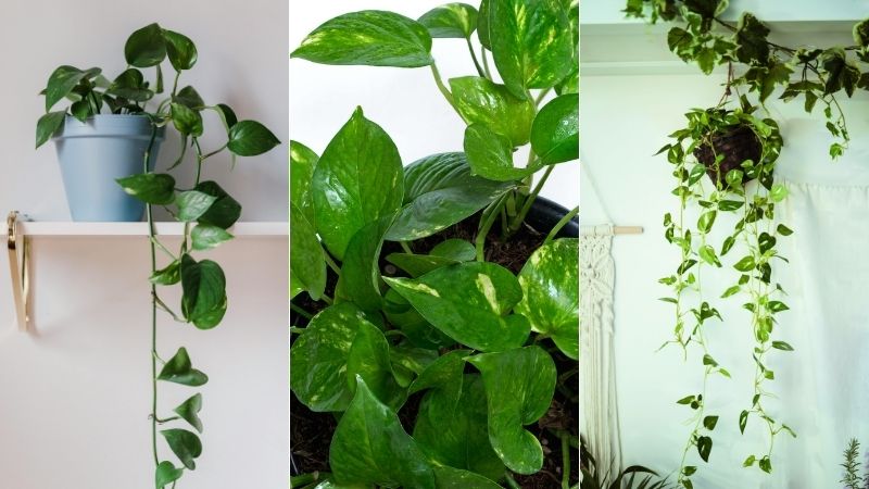 Indoor Pothos Care Guide: Varieties, Lighting, Soil, and Watering Tips - PEACHI PLANTS