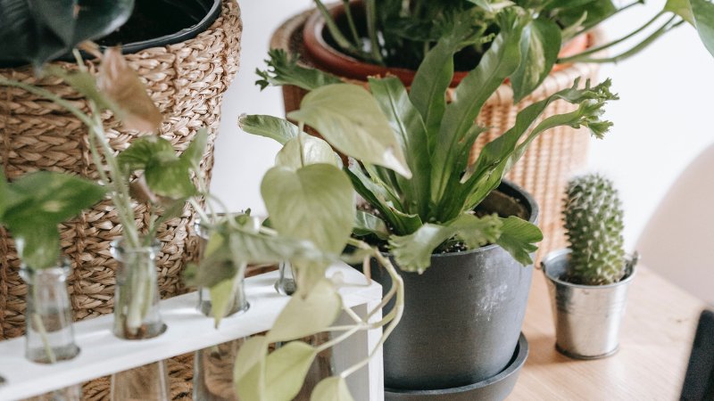 Plant Propagation For Beginners - PEACHI PLANTS