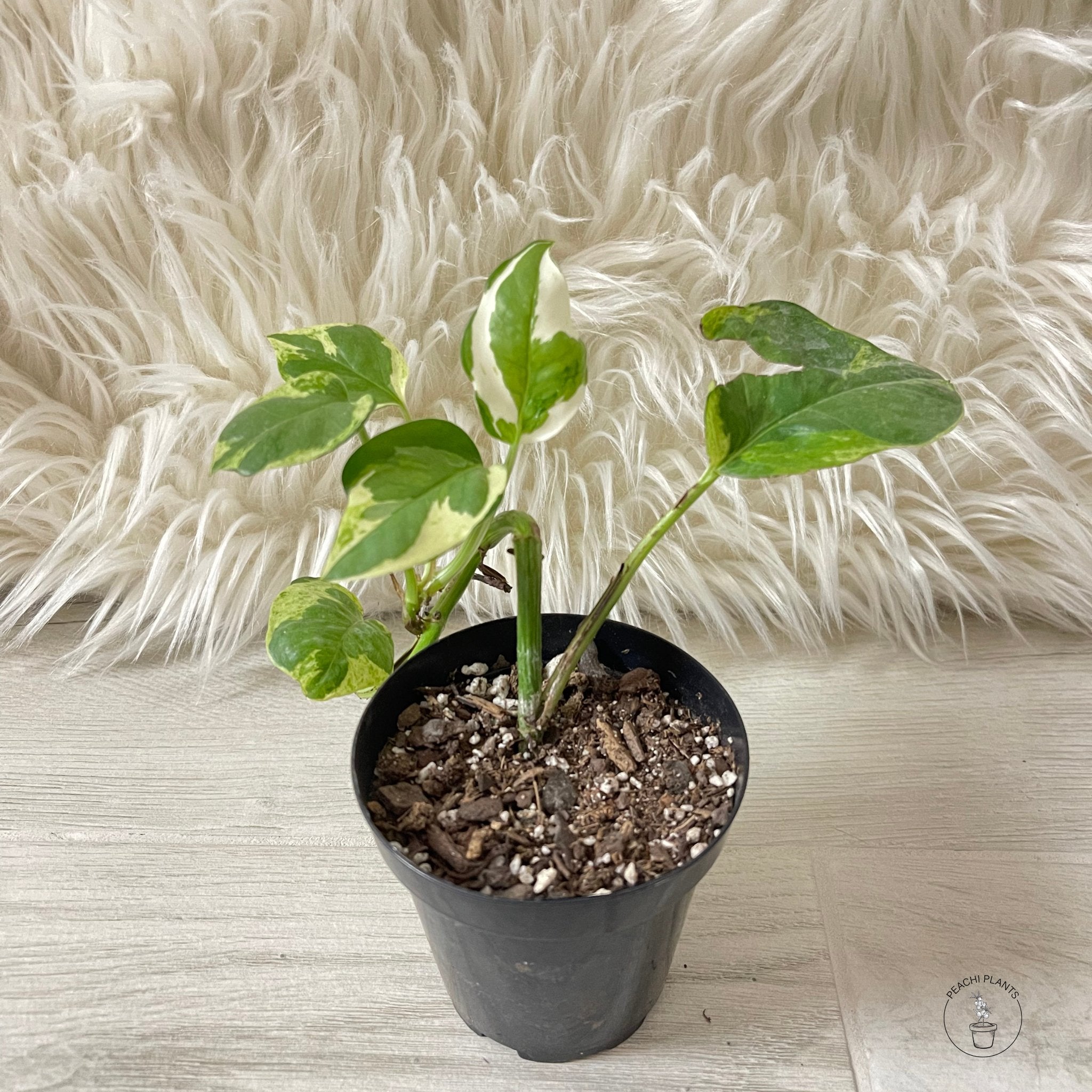 N'Joy Pothos 3.5in - PEACHI PLANTS