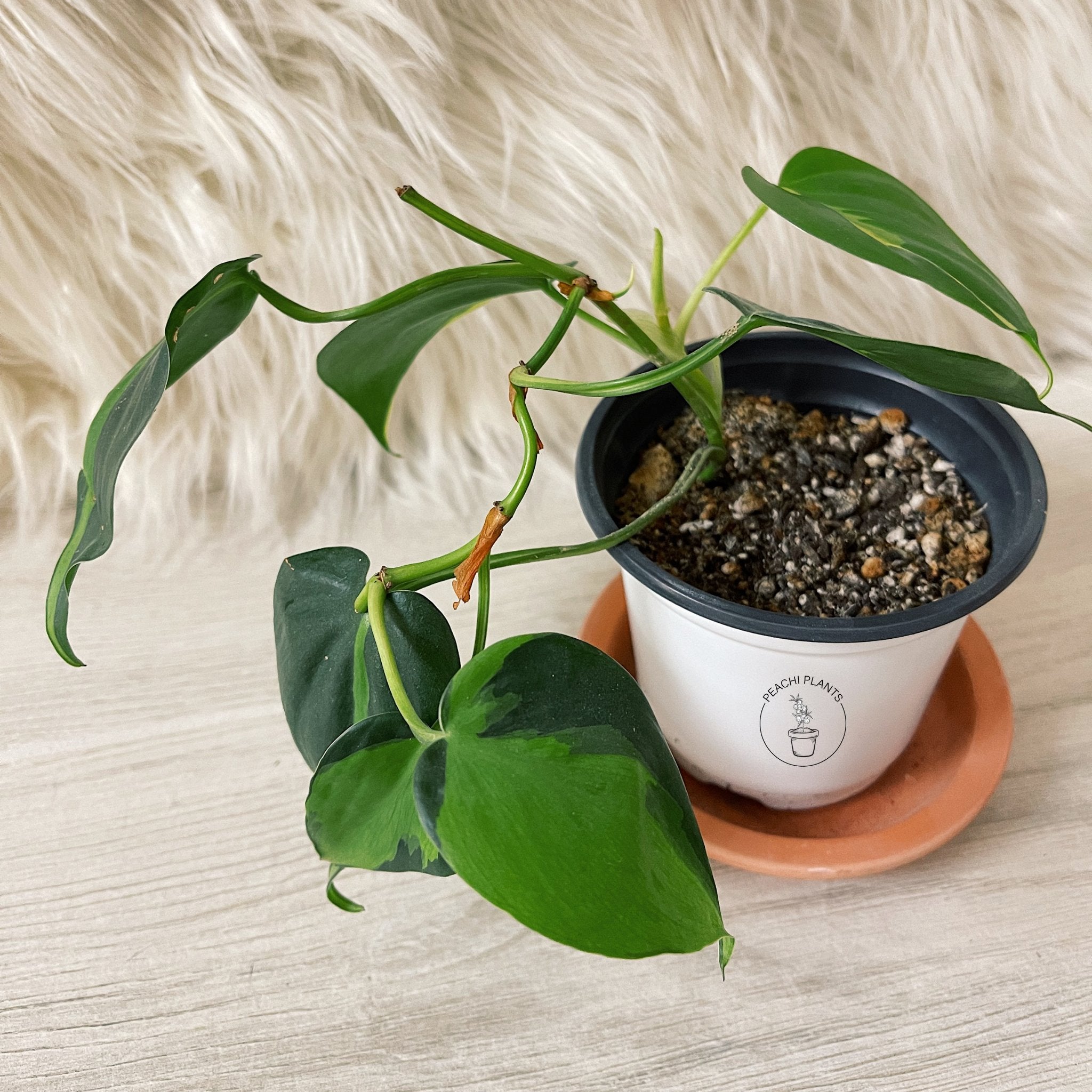 Philodendron Brasil - PEACHI PLANTS