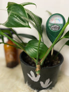 Plant Moisture Meter - PEACHI PLANTS