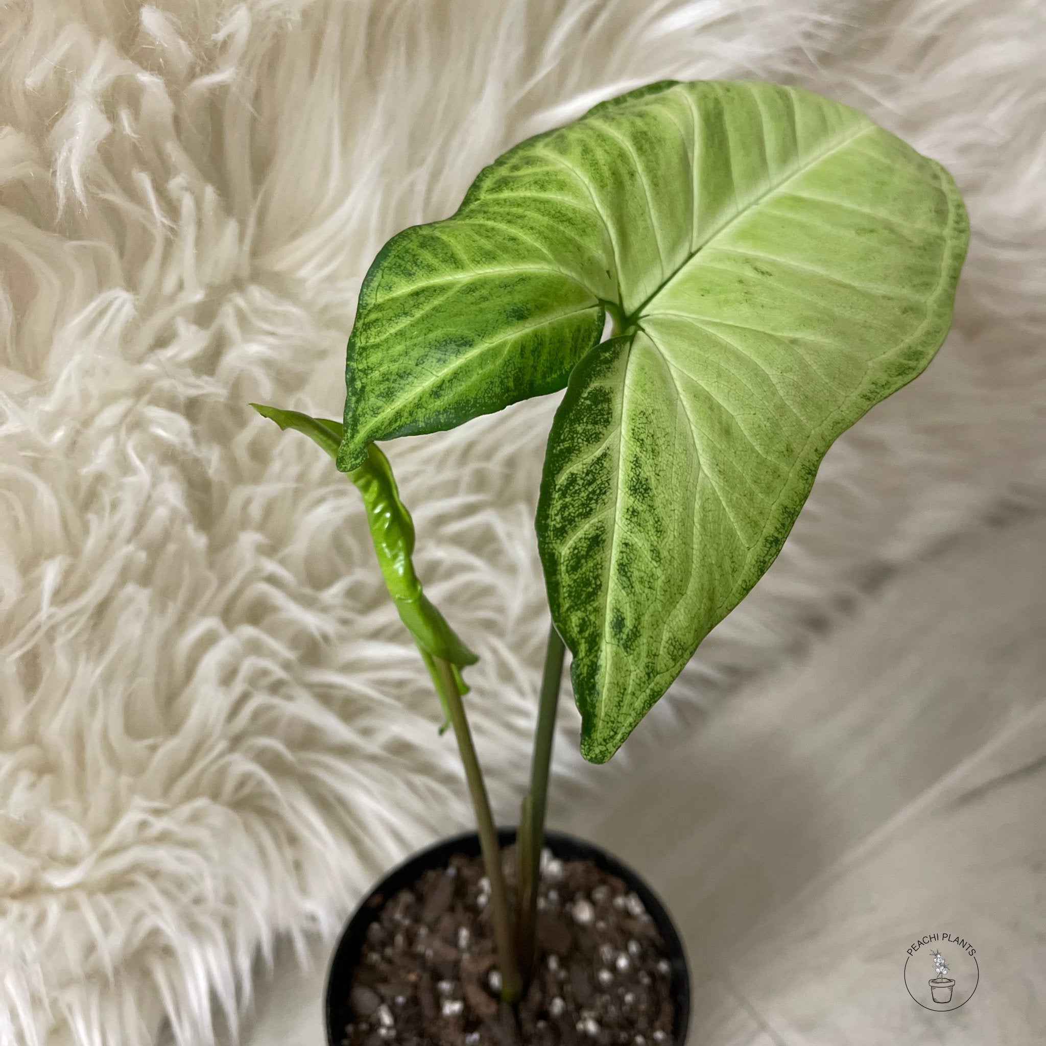 Syngonium Podophyllum 4in - PEACHI PLANTS