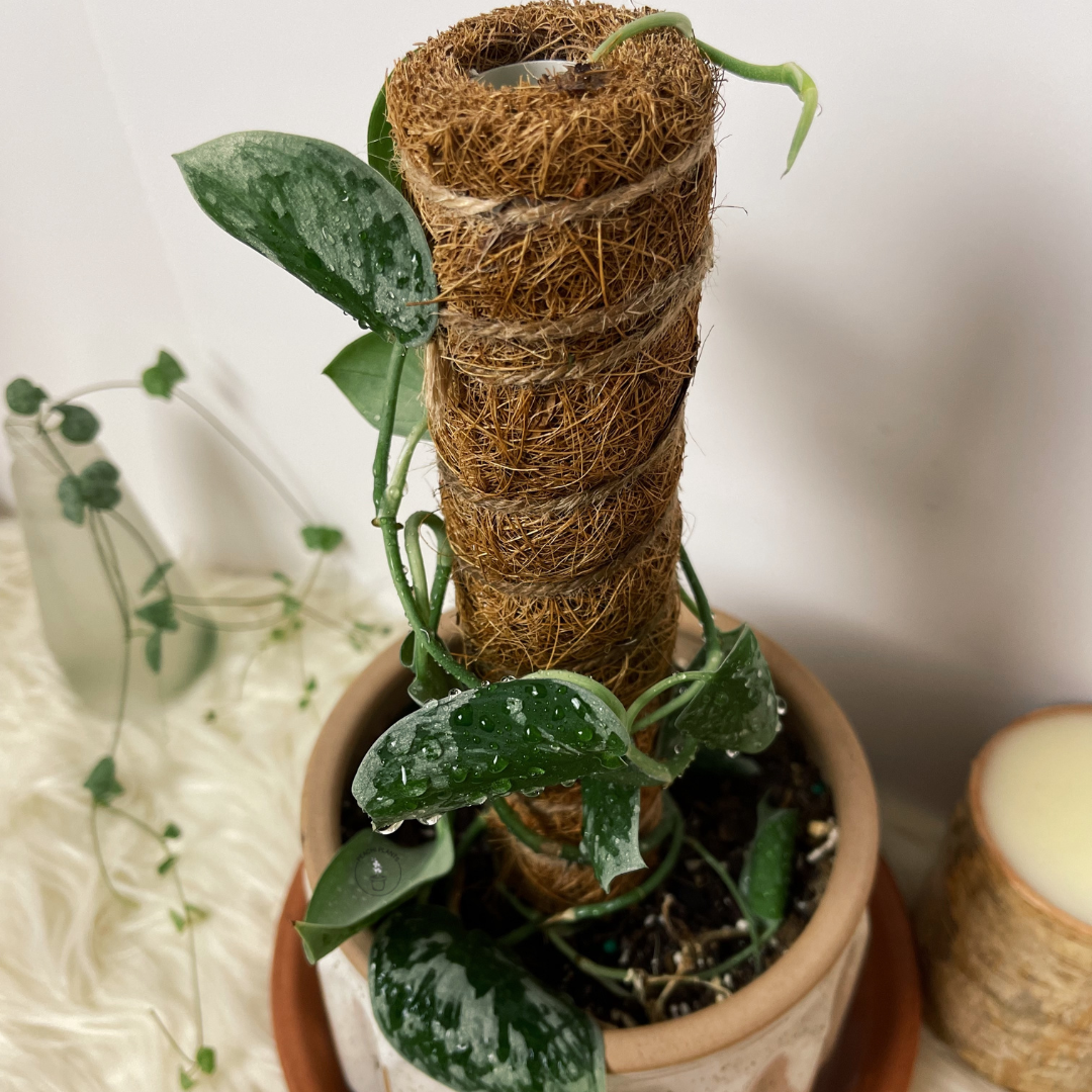 Coir Moss Pole - Boost Plant Growth 