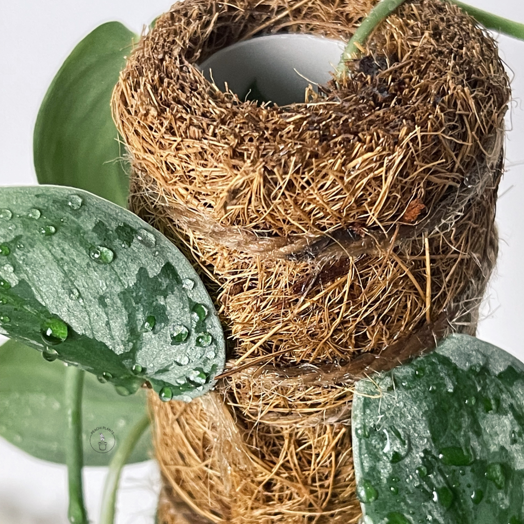 Coir Moss Pole - Boost Plant Growth 