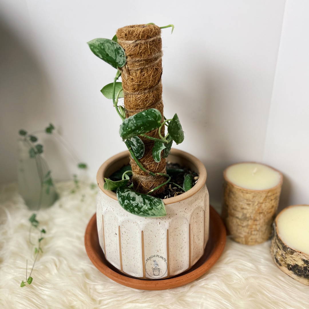 Coir Moss Pole in potted plant