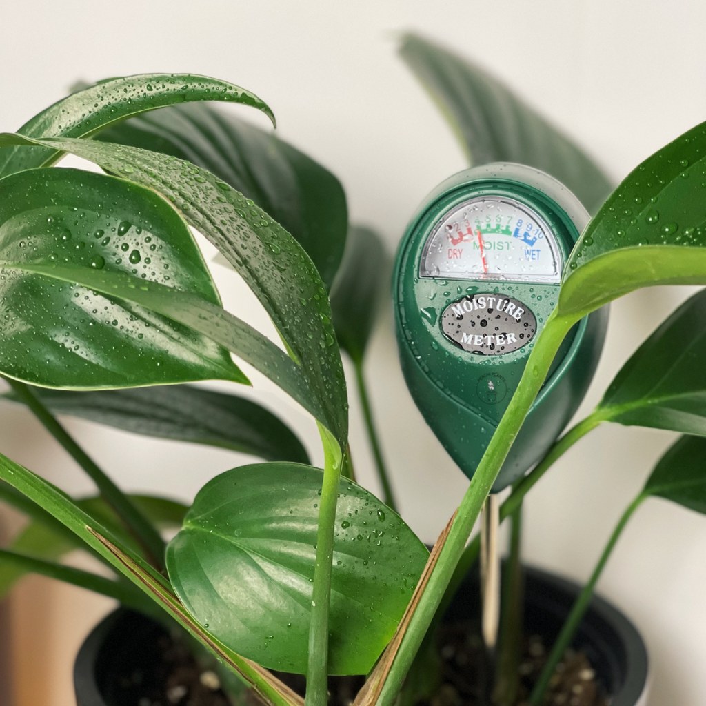 Plant Moisture Meter in potted plant, close up